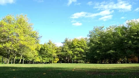 White clouds float over the trees Stock Footage 318847770