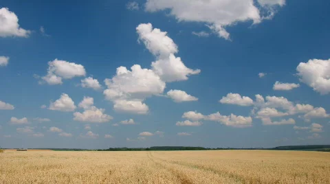 White clouds flying on blue sky over yellow oat field Vidéo 783875