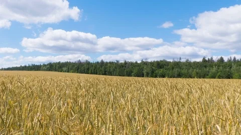 White clouds flying on blue sky over yellow field Wheat Time lapse. Stock Footage 70013577