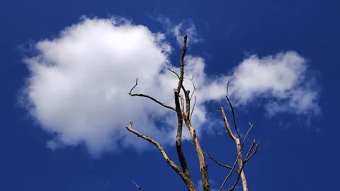 White Clouds Flying Over A Tree ON A Sunny Day Stock Footage 164240200
