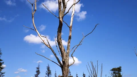 White Clouds Flying Over A Tree ON A Sunny Day Stock Footage 164324077