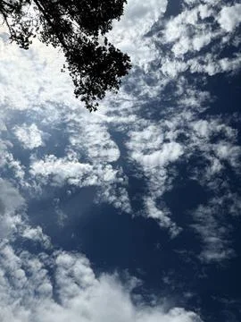 White Clouds Framed by Tree Branches Stock Photos