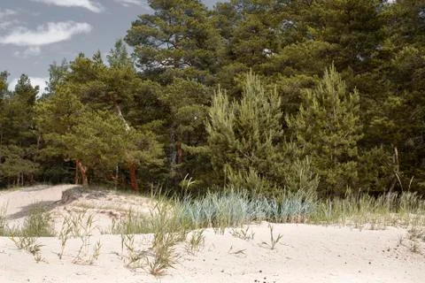 White clouds, grass and pine trees on the sand dunes Stock Photos