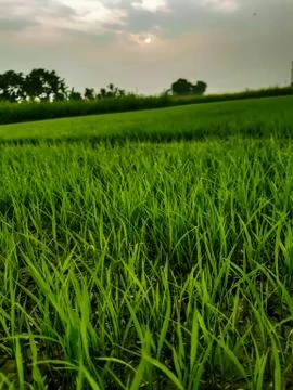 White clouds in the green fields and blue sky. Stock Photos