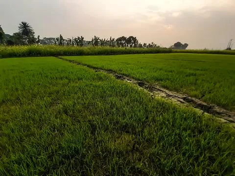 White clouds in the green fields and blue sky . Stock Photos