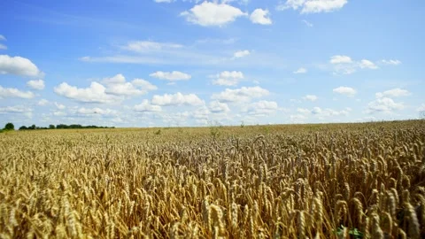 White clouds hovered in the blue sky above the golden wheat field. Stock Footage 252831152