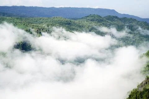 White clouds of mist hovering low between green trees in the early morning. Stock Photos