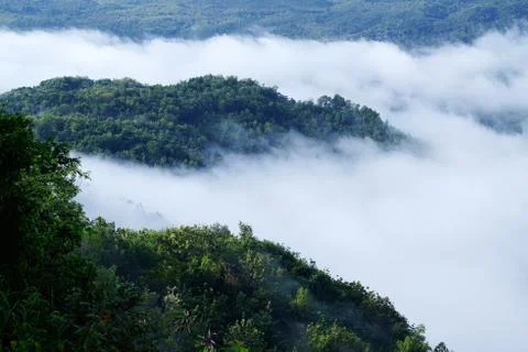 White clouds of mist hovering low between green trees in the early morning. Stock Photos