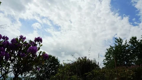 White clouds moving across a blue sky with flowers Stock Footage 338072752