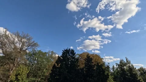 White Clouds Moving Across Blue Sky Above Trees Timelapse Stock Footage 342380407