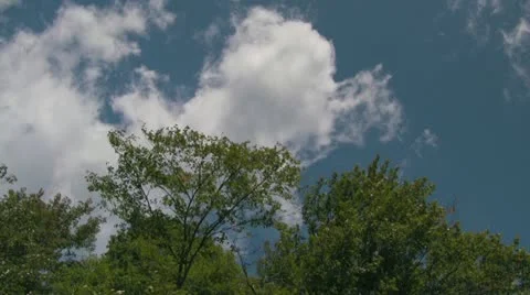 White Clouds Moving Behind Windy Green Trees in a Blue Sky Stock Footage 14728219