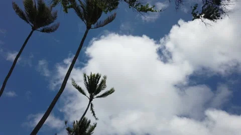 White Clouds Moving Closer with Palm Trees Video stock 155364784