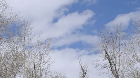 White clouds moving over bare tree on a sunny day Stock Footage 83864878