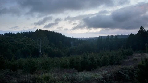 White clouds moving over green mountain in forest Vídeos de archivo 94884711