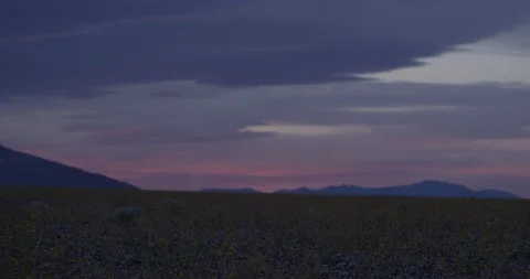 White clouds moving over wildflower field Stock Footage 107682052