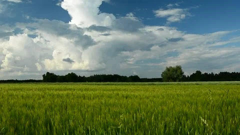 White clouds over the green grain field Stock Footage 170074914