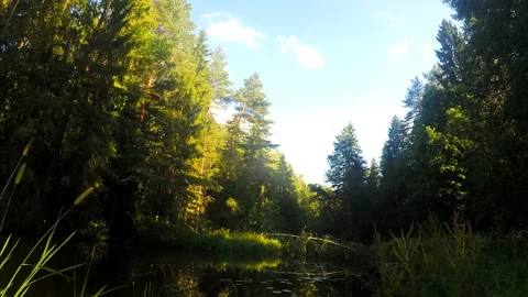 White clouds over the river in the forest timelapse Stock Footage 87228176