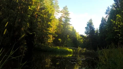 White clouds over the river in forest timelapse Vidéo 87231418