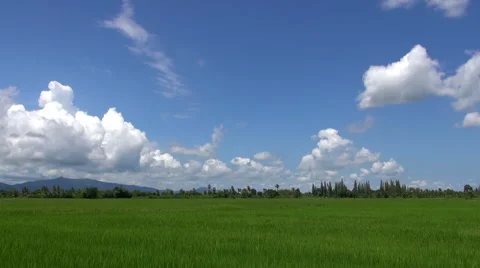 White Clouds Racing Over A Green Rice Field Stock Footage 46401202