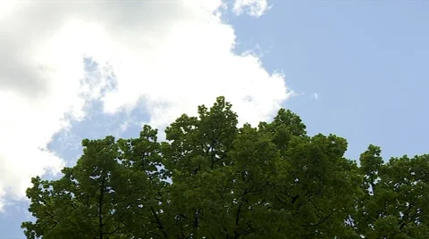 White Clouds Run Above The Tree Stock Footage 66311574