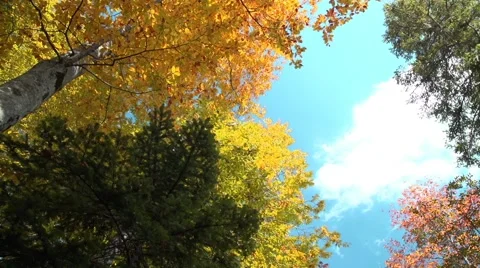 White clouds run on the blue sky over the autumn wood timelaps Stock Footage 56230084