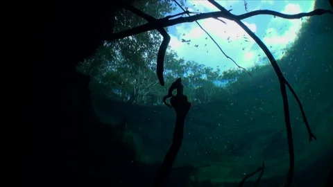 White clouds on sky and trees view from under water in Yucatan cenotes. Stock-Footage 105393613