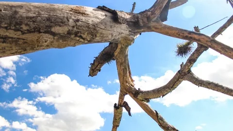 White clouds through dry tree Stock Footage 93215103