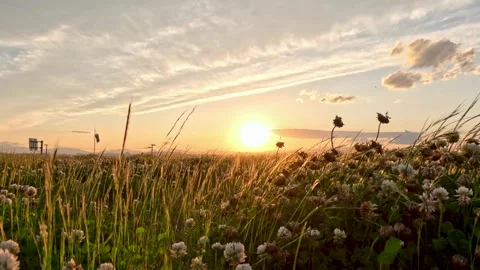 White clover and sunset Stock Footage 243471794