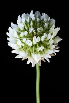 White clover on a black background. Stock Photos