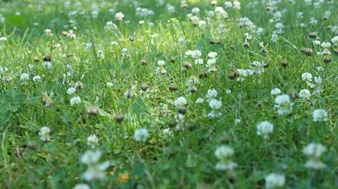 White clover bobs in shaded sunlight Stock Footage 7754262