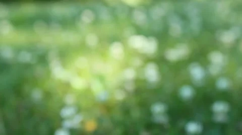 White clover comes into focus Stock Footage 7754232