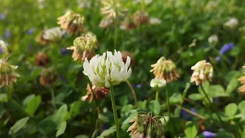 White Clover a common perennial herb in bean family Stock Footage 333663974