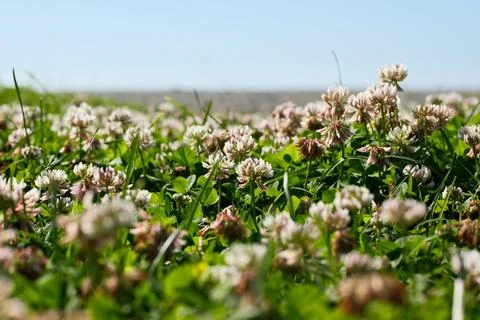 White Clover Field in Spring Meadow Under Blue Sky with Shallow Depth of Field Stock Photos