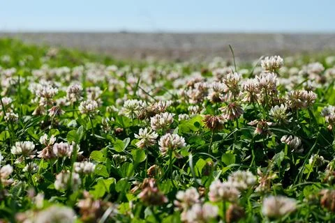 White Clover Field in Spring Meadow Under Blue Sky with Shallow Depth of Field Stock Photos