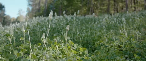 White clover field with trees in the background Stock Footage 132840998