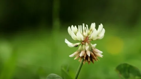 White clover flower in the grass Video stock 275376761