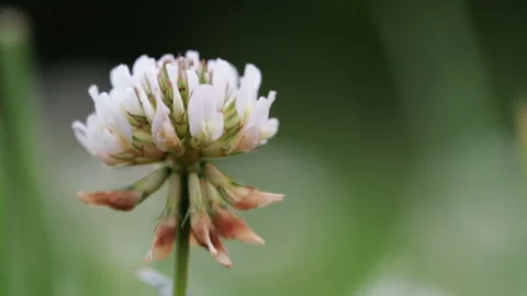 White clover flower grows on a green field close-up Stock Footage 119444297