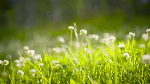 White clover flowers and grass field and morning summer sun Stock Footage 200716662
