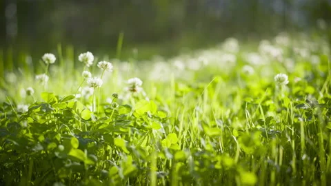 White clover flowers and grass field and morning summer sun Video stock 219675889