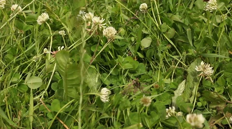 White clover flowers in field Stock Footage 40250037