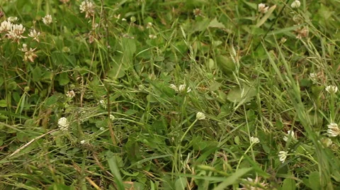 White clover flowers in field Stock Footage 40250051