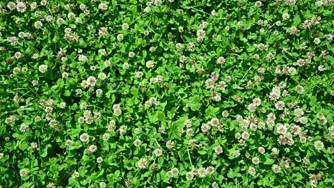 White clover flowers spreading across green lawn in sunny garden Stock Footage 337499302