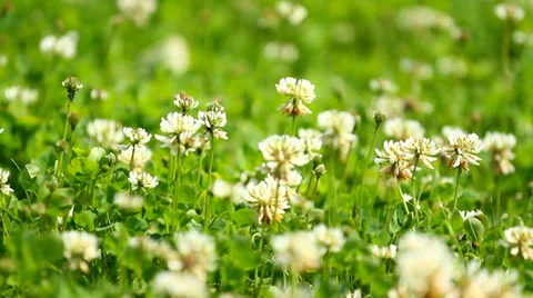 White clover Stock Footage 34289855