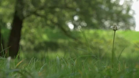 White clover in grass with runner passing blurred in background Stock Footage 321659075