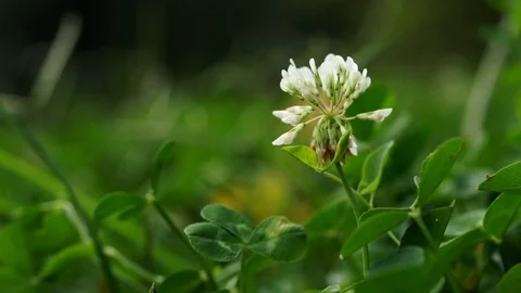 White Clover in green meadow Camera slide to the right Stock Footage 91967658
