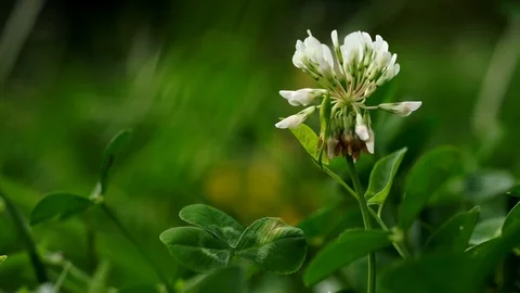 White Clover in green meadow Camera slide to the right Stock Footage 91967879