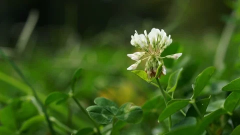 White Clover in a green meadow. Camera panning up Stock Footage 91968252