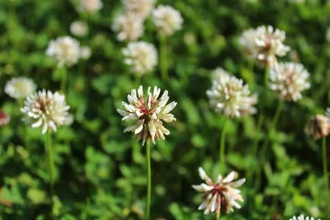 White clover in the meadow Stock Photos