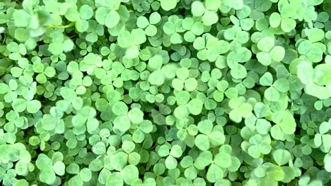 White clover or Trifolium repens green leaves as a natural background. Stock Footage 304756247