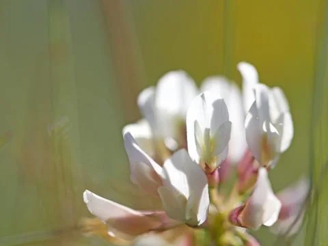 White Clover Stock Photos